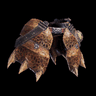 Diablos Coil