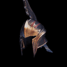 Regard Kushala α