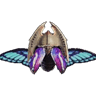 Impérialoptère