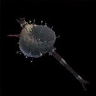 Bristly Grudge