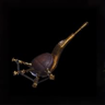 Flauto oro scoppio