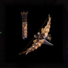 Horn Gold Piercer
