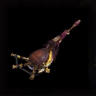Cornemuse Taroth - Anja
